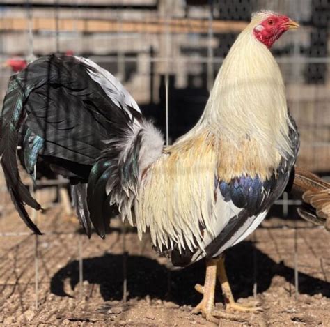 frost grey gamefowl fighting style.